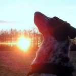 Blogparade: Das schönste Bild