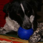 Ob Ball oder Kuscheltier - was macht euren Hund zuhause glücklich?