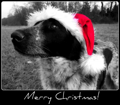 Frohe Weihnachten! Feiert schön und lasst es euch gutgehen an den Weihnachtstagen :)!