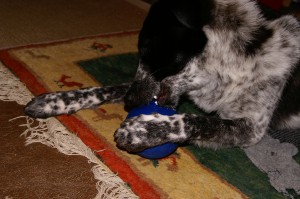 Mika und sein Ball Mika und sein Ball - da geht nix drüber!