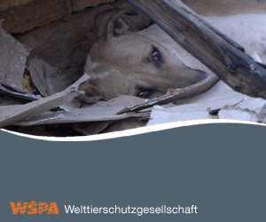 WSPA Spendenaktion Haiti WSPA Spendenaktion Haiti