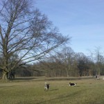 Besonders viele Hunde und ihre Besitzer trifft man im Bereich Nordfriedhof / Mini-Hofbräuhaus und bei der StuSta / Aumeister