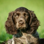 Shooting-Star gesucht: Gewinnt ein exklusives Fotoshooting von eurem Hund