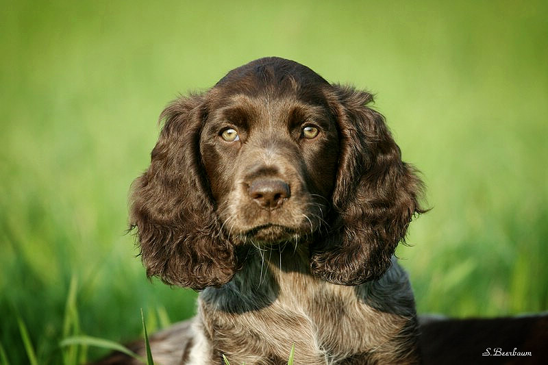 Shooting-Star gesucht: Gewinnt ein exklusives Fotoshooting von eurem Hund