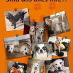 Isarhunde lesen: „Sind das alles Ihre?!”