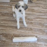 Isarhunde-Adventskalender Türchen 7: Duftmarke