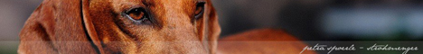 Petra Spoerle-Strohmenger Hundefotografie
