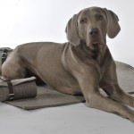 Isarhunde-Adventskalender Türchen 24: hundskerle