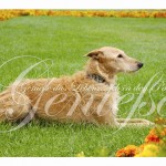 Postkarte aus dem Set "Windhunde" von ars canis