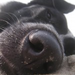 Mika relaxt am Strand