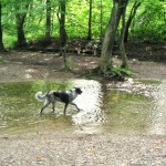 Eine wunderbare Spritztour für den Sommer: Mika liebt es, durch den Bachlauf im Pasinger Stadtpark zu spazieren