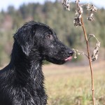 Dringend: Aktive Lebenspartner gesucht!